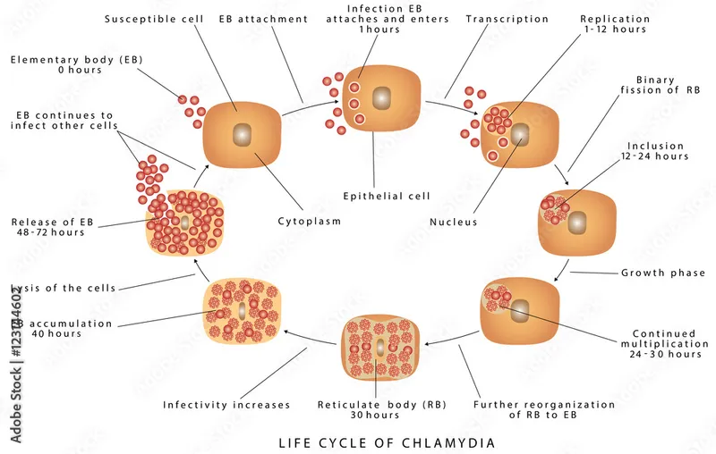 Chlamydia Life Cycle in Epithelial Cell