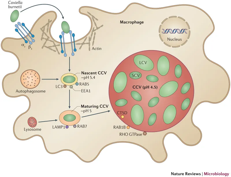 Coxiella burnetii pathogenesis in macrophages