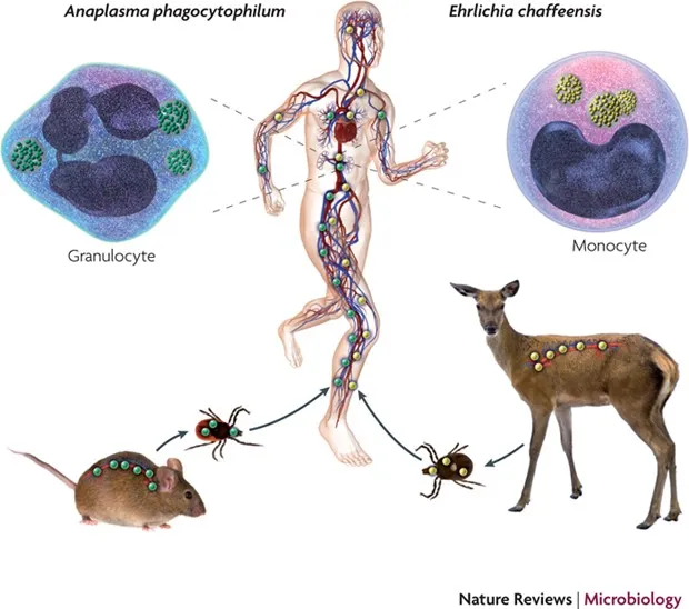 Life cycle of Anaplasma and Ehrlichia
