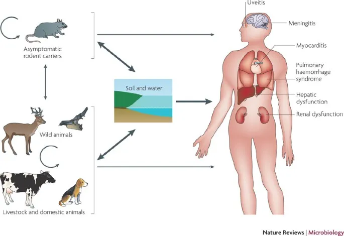 Leptospirosis transmission cycle and human manifestations