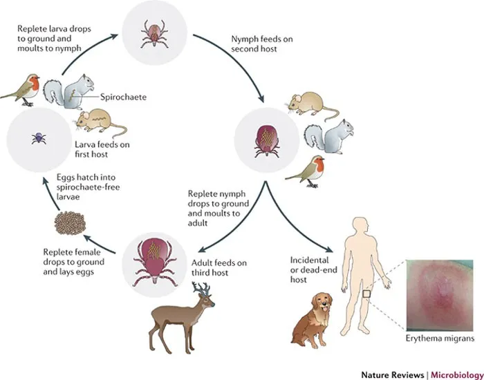 Ixodes Tick Life Cycle and Erythema Migrans Rash