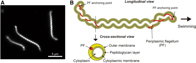 Spirochete structure and movement