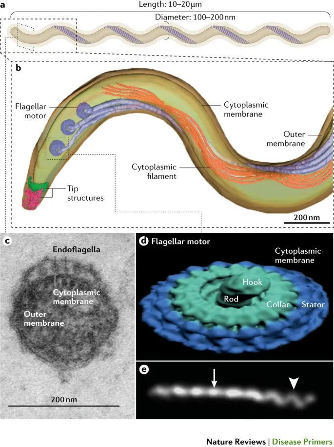 Treponema pallidum structure and flagellar motor