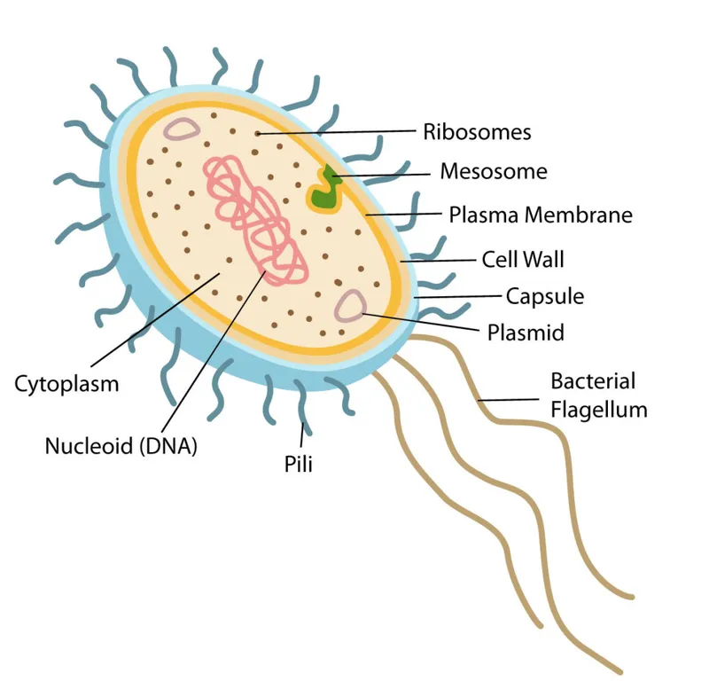 Bacterial Cell Structure Diagram