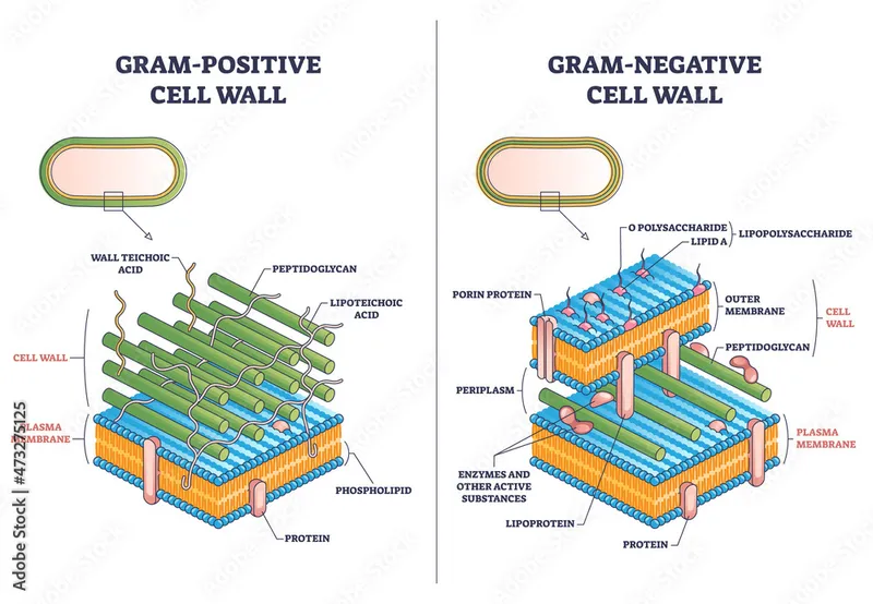 Gram-positive vs. Gram-negative bacterial cell walls