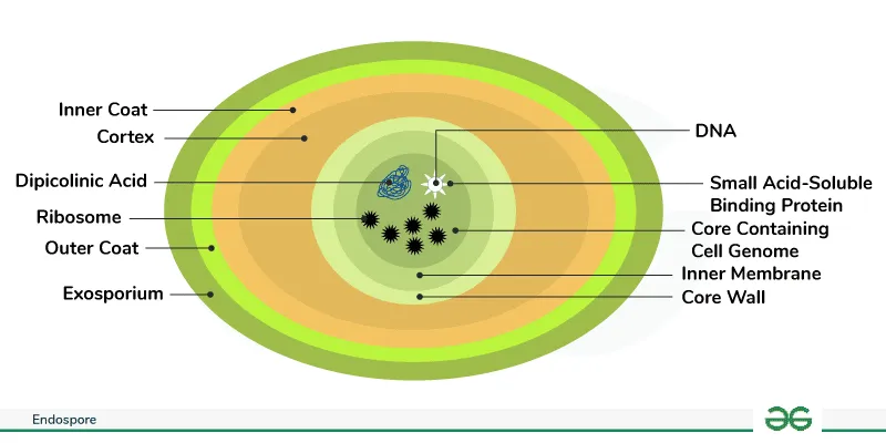 Bacterial Endospore Structure