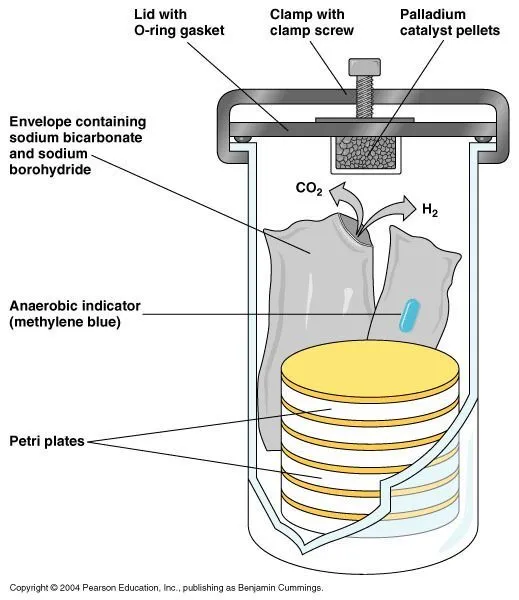 Anaerobic Jar with GasPak System Diagram