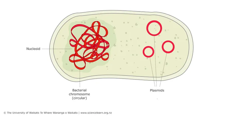 Bacterial cell with nucleoid and plasmids