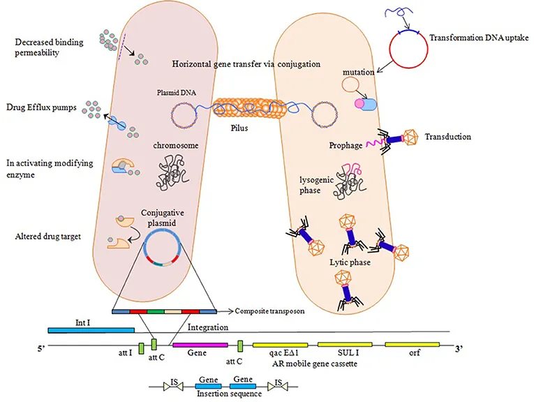 Bacterial antibiotic resistance mechanisms & gene transfer