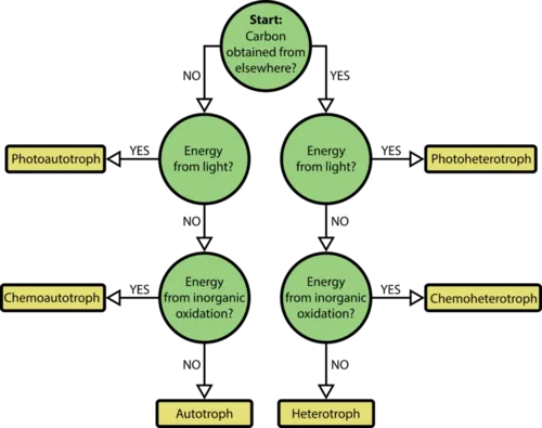 Bacterial Classification by Energy and Carbon Source