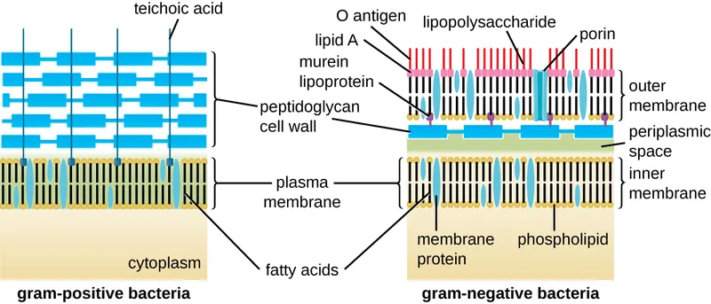 Gram-positive vs. Gram-negative Bacterial Cell Walls