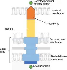 Bacterial Type III Secretion System