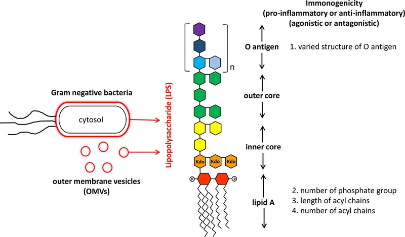 LPS structure, immunogenicity, and OMV release