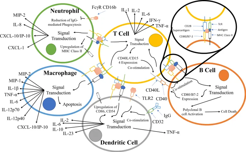 Superantigen mechanism and cytokine storm