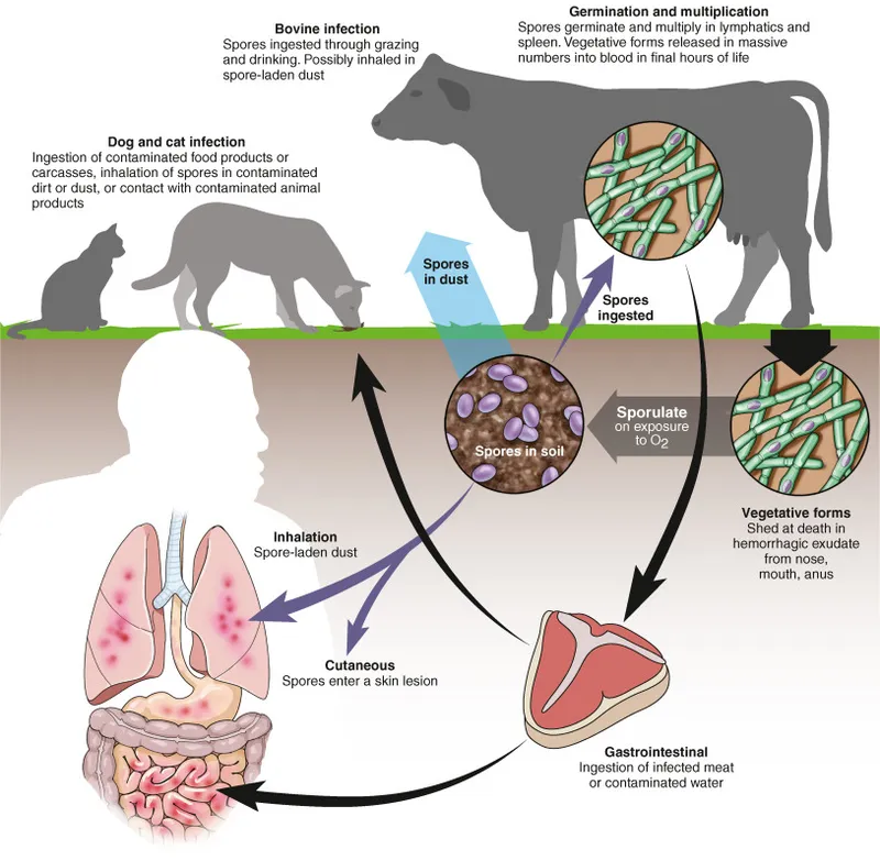 Anthrax life cycle and transmission to humans