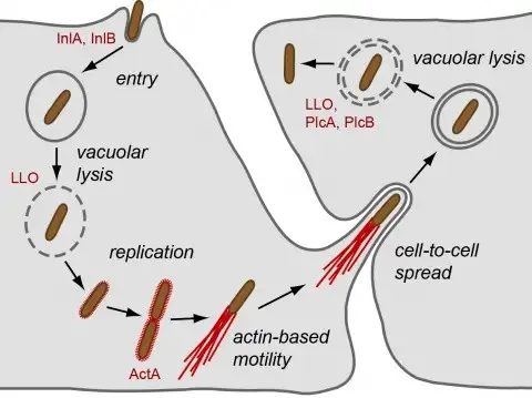 Listeria monocytogenes intracellular life cycle