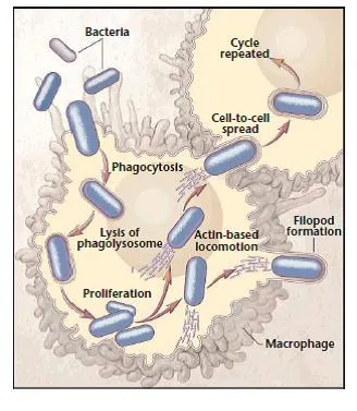 Listeria monocytogenes intracellular life cycle