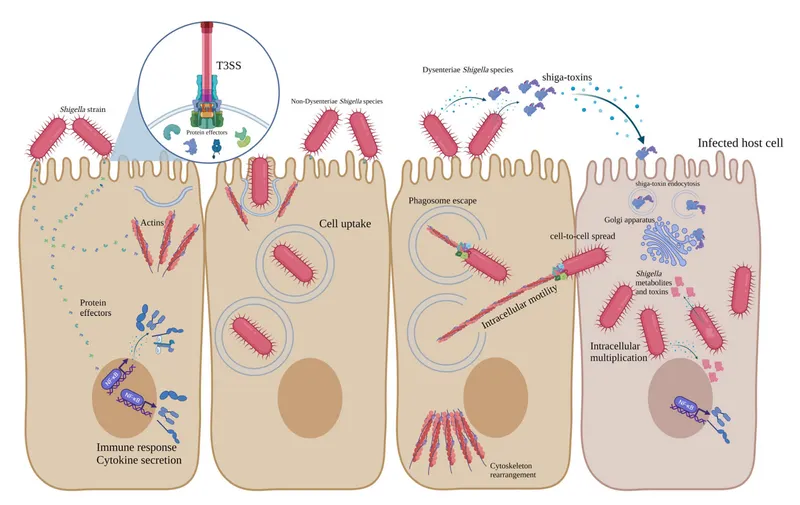 Shigella pathogenesis in host cells