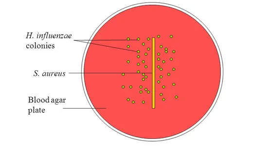 Haemophilus satellitism on blood agar