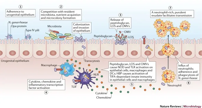 Neisseria gonorrhoeae pathogenesis diagram