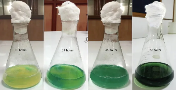 Pseudomonas aeruginosa pyocyanin production over time