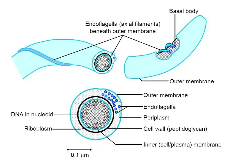 Spirochete structure diagram