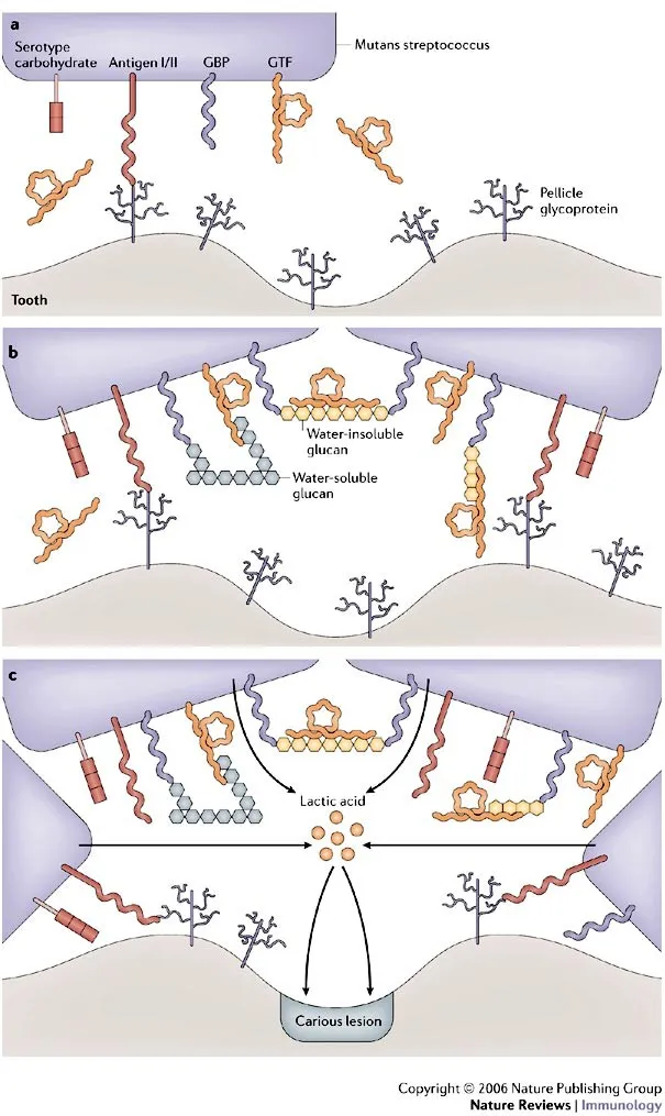 Dental Plaque Formation by Mutans Streptococci