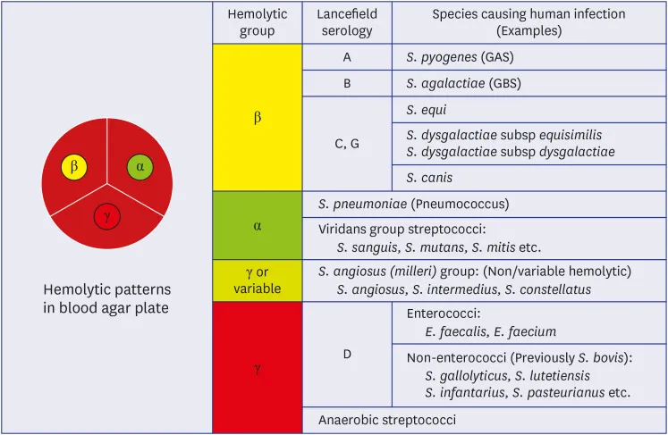 Streptococci & Enterococci: Hemolysis & Lancefield Groups