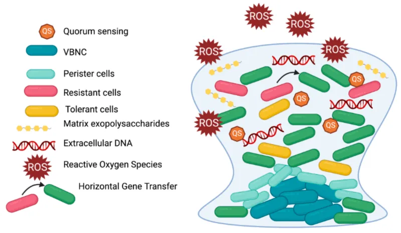 Biofilm antimicrobial resistance mechanisms