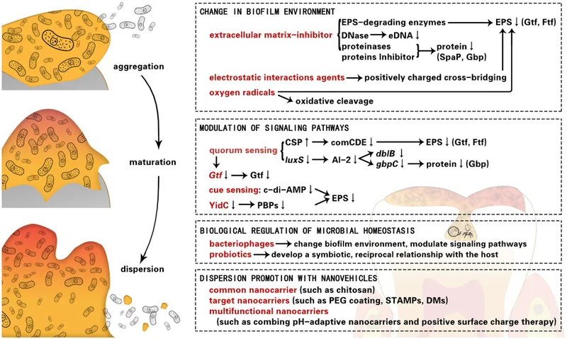 Biofilm disruption strategies and mechanisms