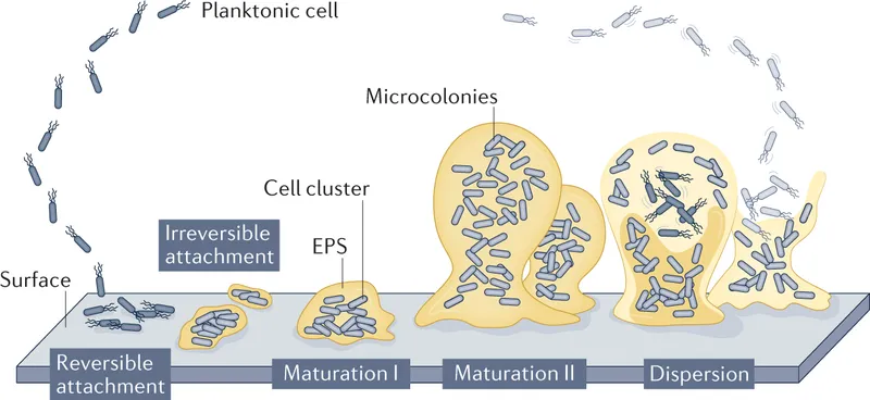 Biofilm Formation Stages