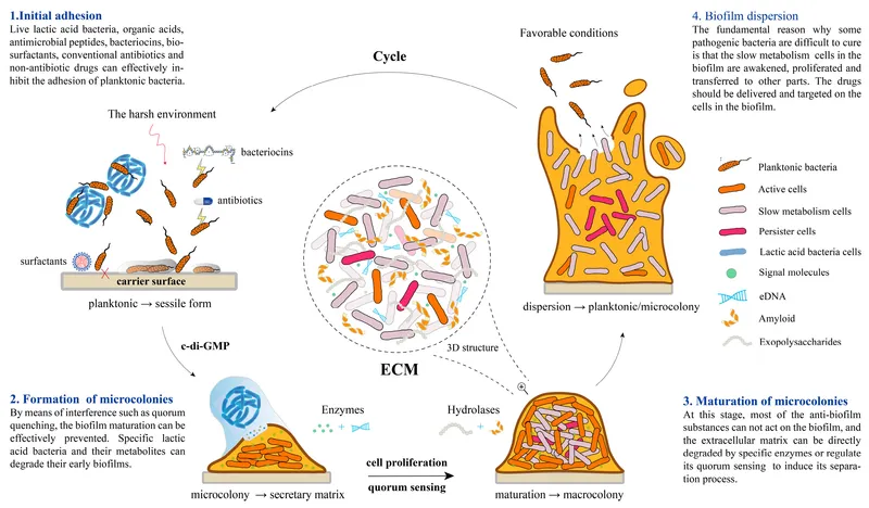 Biofilm formation, maturation, and dispersion cycle