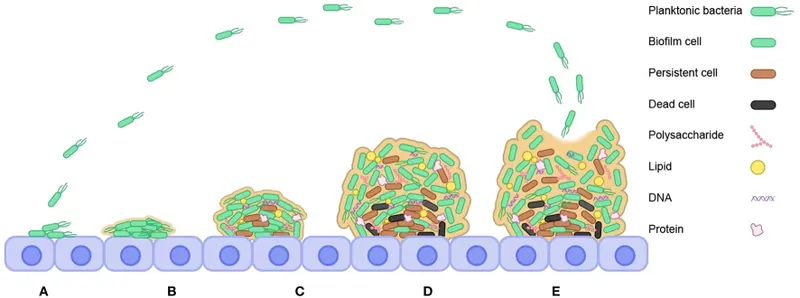 Biofilm formation stages