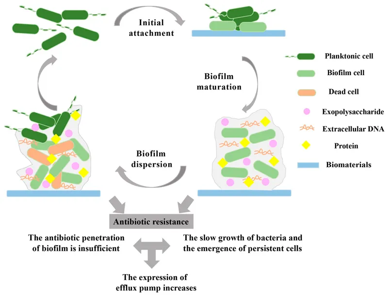 Biofilm formation, maturation, dispersion, and resistance