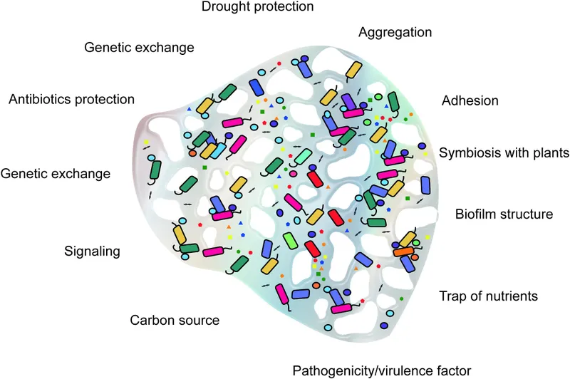 Functions of Extracellular Polymeric Substances (EPS)