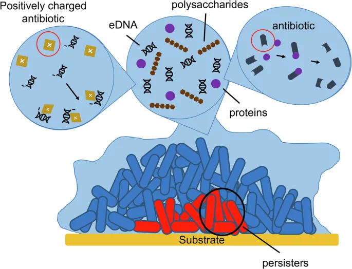 Biofilm matrix and antibiotic penetration