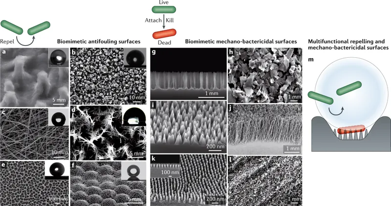 Biomimetic surfaces for biofilm prevention