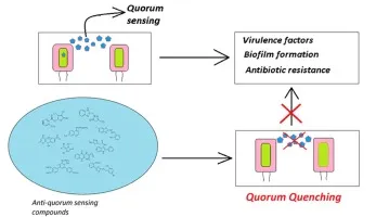 Quorum Quenching Mechanism to Prevent Biofilm Formation