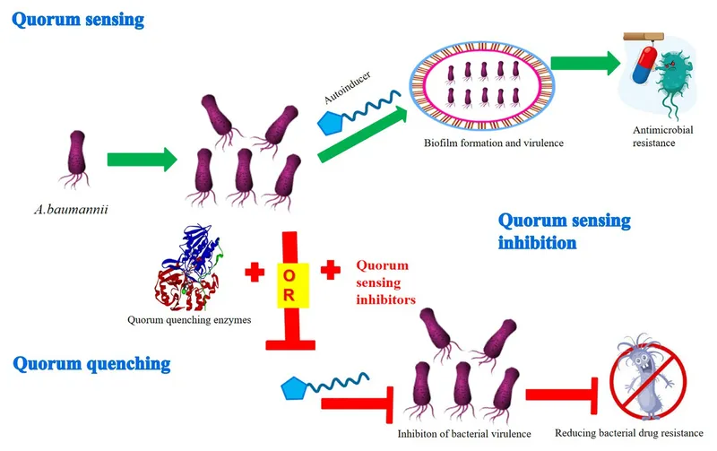 Quorum sensing and quorum quenching mechanisms