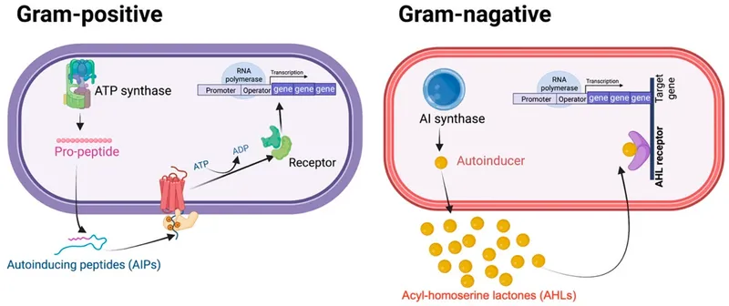 Quorum sensing in Gram-positive and Gram-negative bacteria