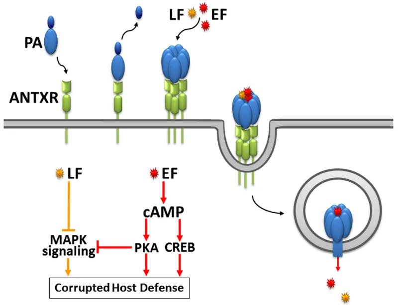 Anthrax toxin mechanism of action
