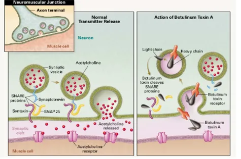 Botulinum Toxin Action at Neuromuscular Junction