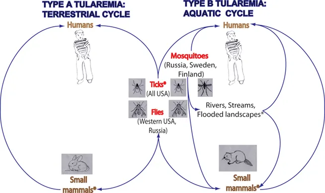 Tularemia Transmission Cycles
