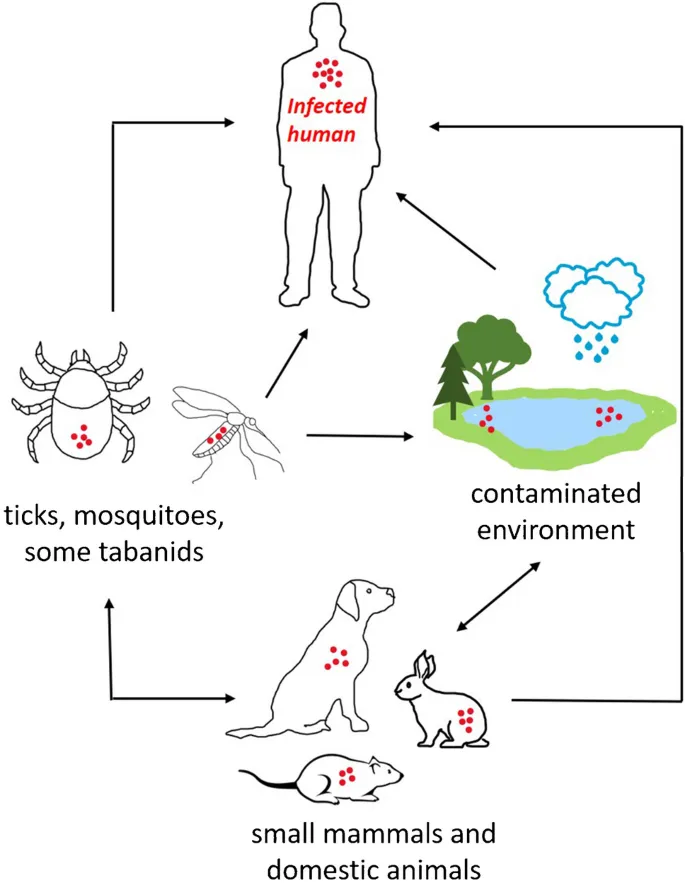 Tularemia Transmission Cycle
