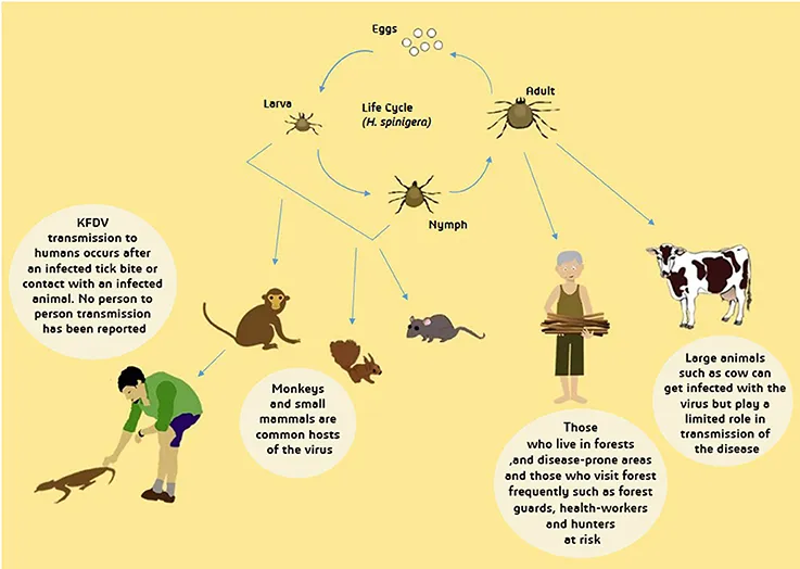 Kyasanur Forest Disease virus transmission cycle