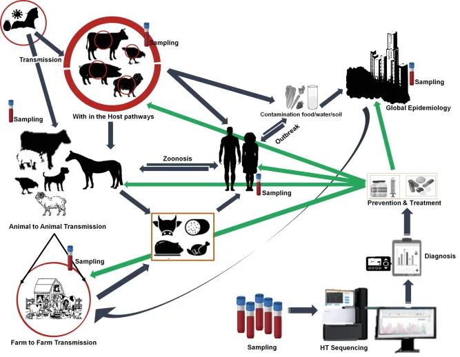 Zoonotic disease transmission pathways