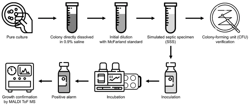 Automated blood culture system workflow