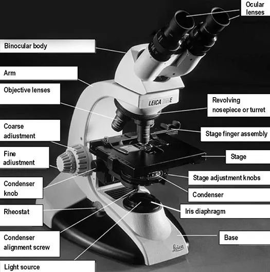 Labeled diagram of a light microscope