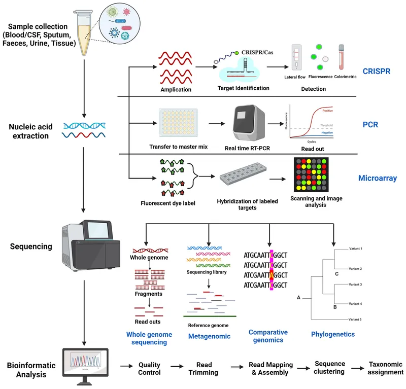 Molecular Diagnostic Methods Workflow