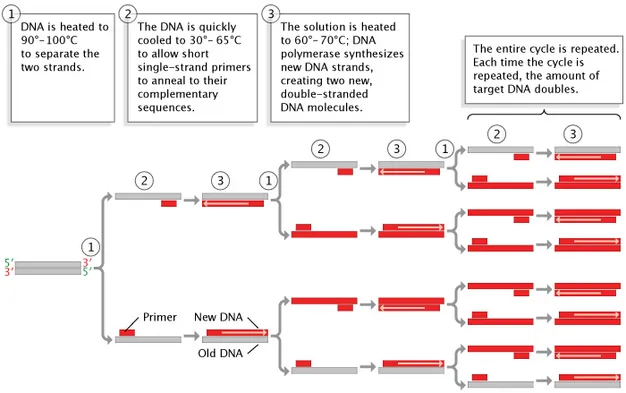 PCR process showing DNA amplification cycles
